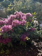Grote rhododendron, Ophalen of Verzenden, Overige soorten, Halfschaduw