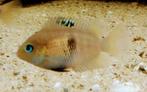 Midden Amerikaanse Cichliden: Amatitlania septemfasciata Rio, Vis, Zoetwatervis