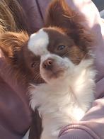 Opzoek naar deze kleur chihuahua, Dieren en Toebehoren, Nederland, Rabiës (hondsdolheid), 8 tot 15 weken, Teef