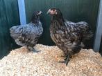 Jonge tamme Australorp kippen hennen gesekst en ingeënt, Kip, Vrouwelijk