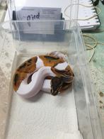 Baardagamen, luipaardgekkos, kameleons, koningspythons etc., Dieren en Toebehoren, Reptielen en Amfibieën, Overige soorten, Met terrarium