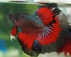 Betta - Halfmoon Grade AA man - Koidream Valburg