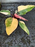 Philodendron Strawberry Shake, Huis en Inrichting, Kamerplanten, Ophalen of Verzenden, Overige soorten, Minder dan 100 cm