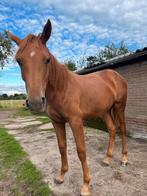 Jaarling merrie van Twister de la pomme, Merrie, Springpaard, 0 tot 2 jaar, 160 tot 165 cm