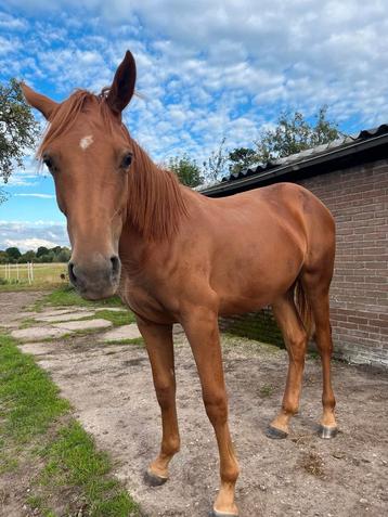 Jaarling merrie van Twister de la pomme beschikbaar voor biedingen