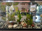 3 sluierstaarten Inc toebehoren, Dieren en Toebehoren, Vissen | Aquaria en Toebehoren, Ophalen, Zo goed als nieuw