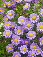 Aster 'Prof. Anton Kippenberg' / Aster P9 pot, Overige soorten, Volle zon, Vaste plant, Ophalen of Verzenden