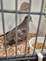 Vredes duifje, Dieren en Toebehoren, Vogels | Overige Vogels, Vrouwelijk