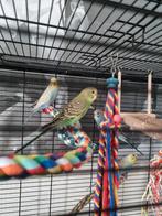 Baby grasparkietjes te koop, Dieren en Toebehoren, Vogels | Parkieten en Papegaaien, Meerdere dieren, Parkiet