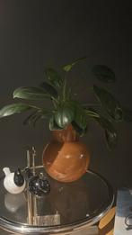 Kamerplanten Ruilen- Groen in huis!, Huis en Inrichting, Kamerplanten, Ophalen, Overige soorten, Halfschaduw, In pot