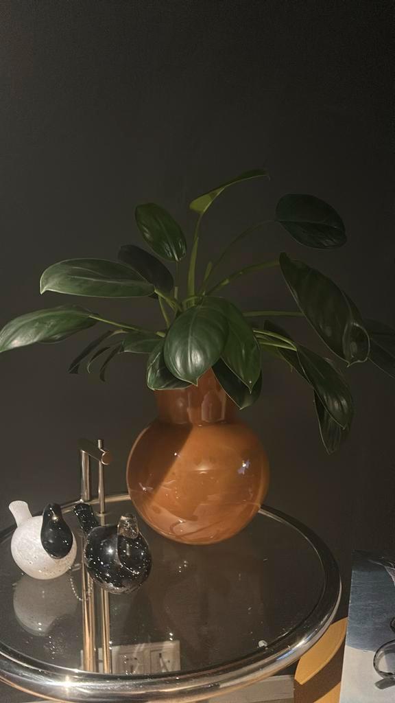 Kamerplanten Ruilen- Groen in huis!, Huis en Inrichting, Kamerplanten, Overige soorten, Minder dan 100 cm, Groene kamerplant, Halfschaduw