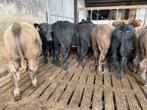 10 black angus stieren te koop, Dieren en Toebehoren, Runderen, Meerdere dieren