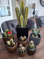 Capi  bloempotten met kunst cactussen, Ophalen of Verzenden, Zo goed als nieuw