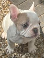 Prachtige Franse bulldog pup teefje, 8 tot 15 weken, Teef, Eén hond, Nederland
