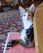 4 Maine coon kittens 1 vrouwtje 3 mannetjes, Meerdere dieren, Ontwormd, 0 tot 2 jaar