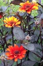Zaden Heliopsis 'Bleeding hearts', Ophalen of Verzenden, Zaad
