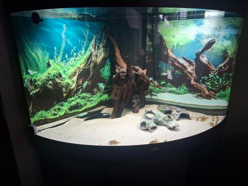 Juwel hoek  aquarium trigon 190 te koop  6 maanden oud., Audio, Tv en Foto, Televisies, Zo goed als nieuw, 100 cm of meer, LG