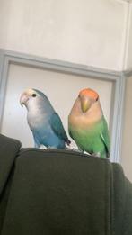 2 mooie agapornissen, Meerdere dieren, Dwergpapegaai of Agapornis, Tam