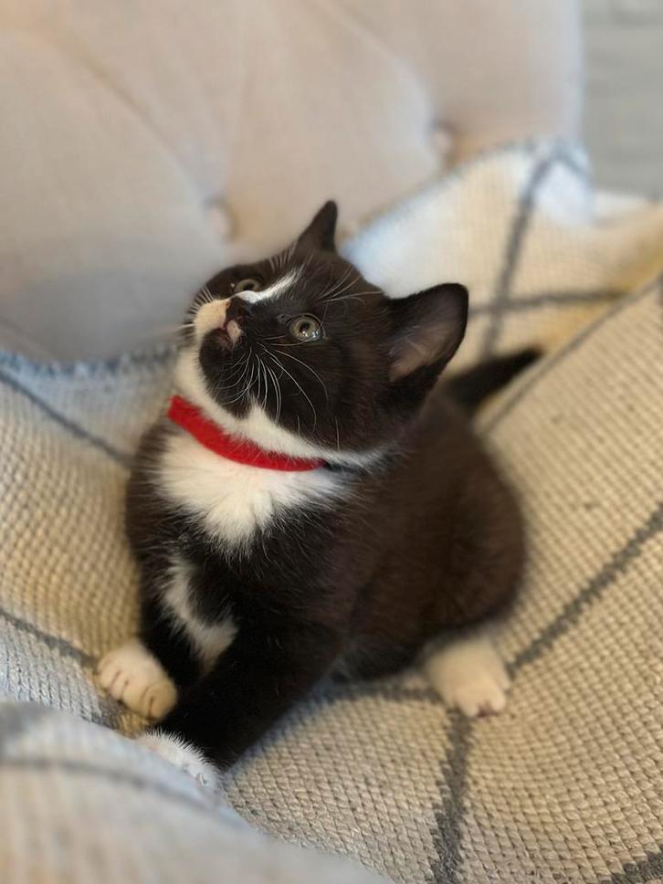 Mooie Britse korthaar kittens – nog 1 beschikbaar!, Dieren en Toebehoren, Katten en Kittens | Overige Katten, Meerdere dieren