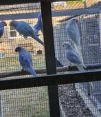Halsband parkieten, Dieren en Toebehoren, Vogels | Parkieten en Papegaaien, Meerdere dieren, Parkiet, Geringd