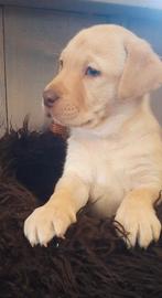 Labrador puppy's blond, zwart en bruin, Overige rassen, 8 tot 15 weken, Parvo, Meerdere