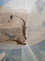 Stekelstaart veraantje te koop, Dieren en Toebehoren, Reptielen en Amfibieën, Amfibie, 0 tot 2 jaar