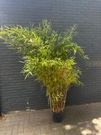 Bamboe | Fargesia Obelisk 180-200cm | +-10 stuks beschikbaar, Vaste plant, Bloeit niet, Halfschaduw, Ophalen
