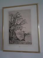 Ets, droge naald, BOOM van Edwin Kragten € 150,00, Antiek en Kunst, Kunst | Etsen en Gravures, Ophalen of Verzenden