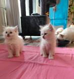 Prachtige lieve RAGDOLL KITTENS, nu 8 weken oud, Dieren en Toebehoren, Katten en Kittens | Raskatten | Langhaar, Meerdere dieren