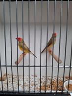 Binsenastrilden, Dieren en Toebehoren, Vogels | Overige Vogels, Meerdere dieren, Geringd