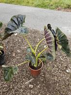 Colocasia Royal aloha, Ophalen of Verzenden, Zomer, Overige soorten, Volle zon