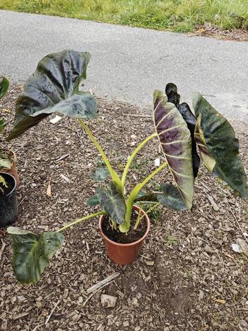 Colocasia Royal aloha beschikbaar voor biedingen