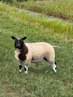 Luxe bonte dekrammen, Mannelijk, Schaap, 0 tot 2 jaar