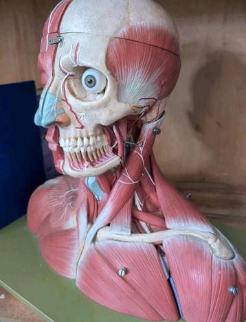 Somso anatomisch model anatomie mens hoofd nek schouders beschikbaar voor biedingen