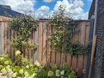 2 x Olijfwilg | Groenblijvende leiboom incl. boompalen, Tuin en Terras, Planten | Bomen, Ophalen of Verzenden, Halfschaduw, Leiboom