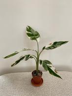 Bananenplant Variegata, Ophalen of Verzenden, Halfschaduw, Minder dan 100 cm