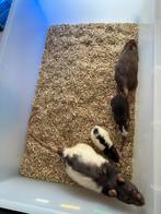 Diverse maten voerratjes en muizen, Dieren en Toebehoren, Meerdere dieren, Rat