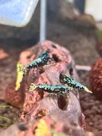 Blue boa/fishbone, Kreeft, Krab of Garnaal
