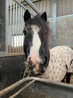 Lieve pony zoekt verzorgster, Dieren en Toebehoren, Ophalen of Verzenden, Nieuw