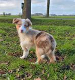 Super knappe, sociale aussie pups 🐶, 8 tot 15 weken, CDV (hondenziekte), Meerdere, Meerdere dieren