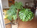 Monsterra kamerplant, Overige soorten, 150 tot 200 cm, Halfschaduw, In pot