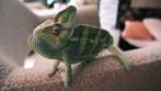 Jemen Kameleon mannetje te koop, Dieren en Toebehoren, Tam, 0 tot 2 jaar
