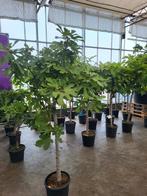 Grote vijgen bomen inc vijgen, Volle zon, Ophalen of Verzenden, 100 tot 250 cm, Zomer