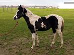 Homozygoot paint horse hengsten veulen, Dieren en Toebehoren, Minder dan 160 cm, 0 tot 2 jaar, Hengst, Westernpaard