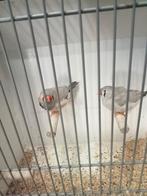 Bleekrug zebravinken split charcoal, Meerdere dieren
