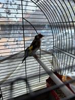 Hele mooie putter man te koop, Dieren en Toebehoren, Vogels | Overige Vogels, Meerdere dieren, Wildzangvogel, Geringd