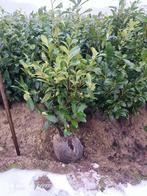 Partij 120 laurier Prunus novita struiken +-100cm haag plant, Tuin en Terras, Planten | Struiken en Hagen, Ophalen of Verzenden