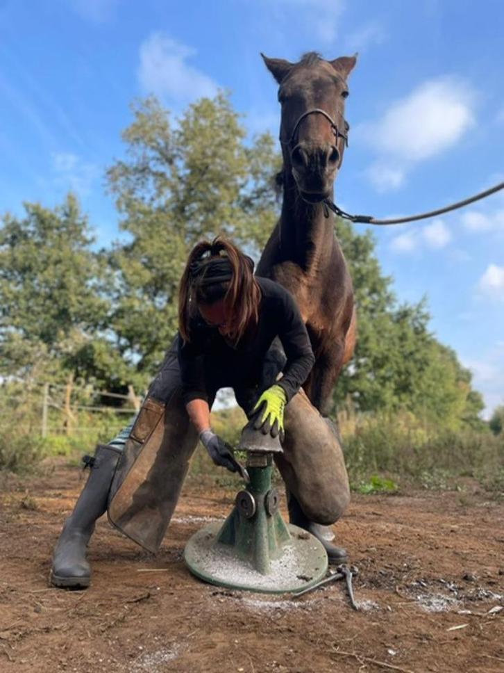 Natuurlijk Hoefbekapper omg Baarle Nassau/Hertog +/- 30 km, Diensten en Vakmensen, Dieren | Paarden | Verzorging, Oppas en Les