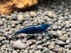 Blue Diamond,  neocaridina garnalen, kleurvast, Dieren en Toebehoren, Vissen | Aquariumvissen, Kreeft, Krab of Garnaal