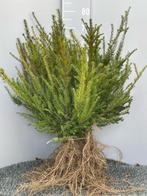 Taxus baccata struiken / hagen, Tuin en Terras, Planten | Tuinplanten, Ophalen of Verzenden, Overige soorten, Volle zon